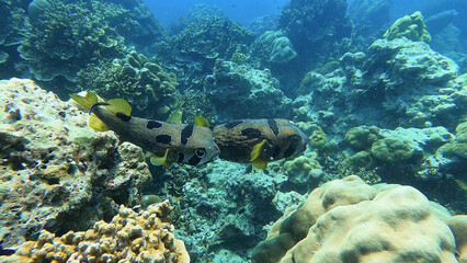 couple of puffers swim in beautiful tropical coral reef in Surin Island, Phang nga, Thailand