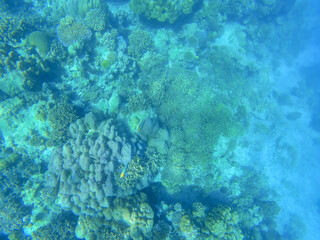 Coral reefs and school of fishes in koh Surin island, Thailand, the famous location for freedriving and snorkeling