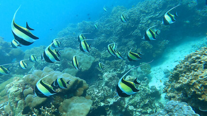 school of Pennant coralfish in colorful tropical coral reef in Surin Island national park, Phang nga, Thailand.
