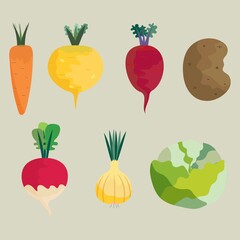 set of vegetables,vector illustration, a set of root vegetables