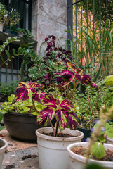 Plantas en su maceta