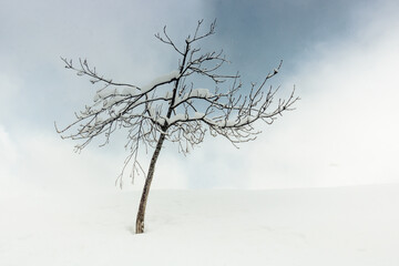 Fototapeta na wymiar Arbre sous la neige en hiver