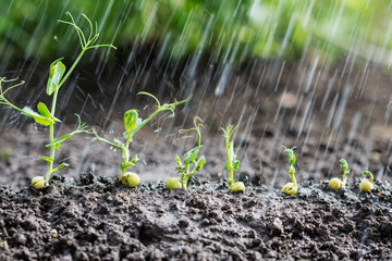 Watered green peas sprouts, seedlings growing in the soil under rain drops, agriculture, plant...