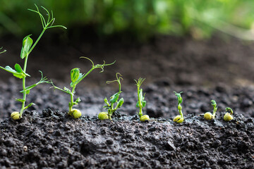 Green peas sprouts growing in the soil,  germinating  plant  seedlings in the farmer's garden , agriculture, plant growth and life  concept, close-up view 