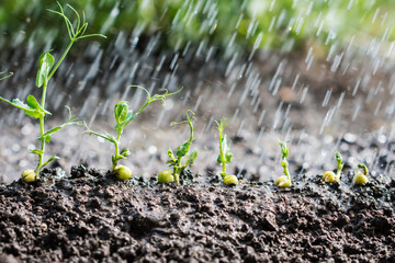 Watered green peas sprouts, seedlings growing in the soil under rain drops, agriculture, plant growth and life concept, close-up view 