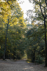 Road in the forest at morning