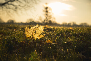 sunrise in the field