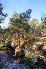 Boulders of  Buthiers  in the  French Gâtinais regional nature park