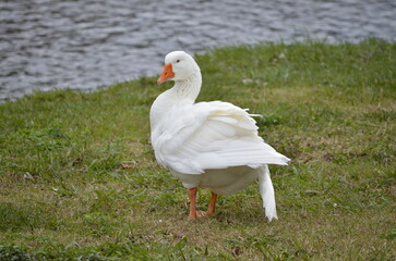 Fototapeta na wymiar white duck - anatra osservatrice