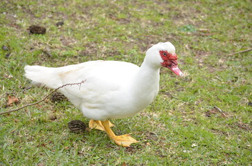 white duck - anatra 