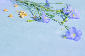Close-up photo decorative large-flowered long-term flax Linum perenne. flax flowers and seeds on a blue background. Copy space