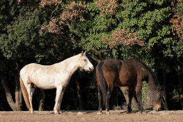 caballos en libertad