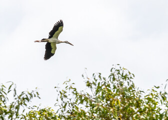 A open bill Heron in flight