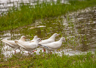 A group of Pigeon in lake