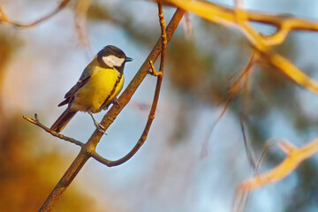 Fototapeta premium blue tit on a twig