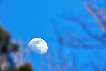 scenic view of the moon behing twigs