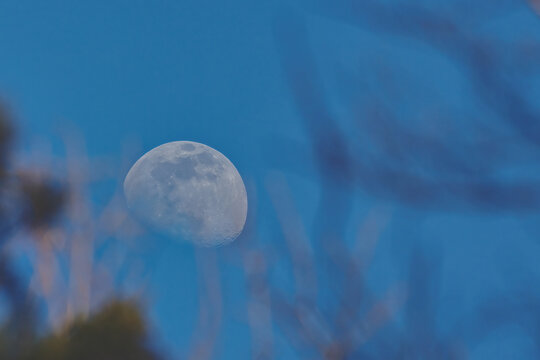 scenic view of the moon behing twigs