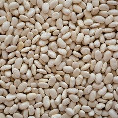 Raw Organic Dry White Beans Background