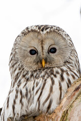 Fototapeta premium great horned owl