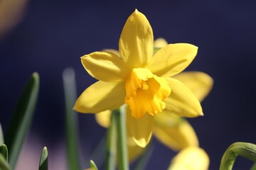 Fototapeta na wymiar gelbe Blüte der Narzisse