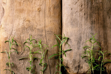 Fresh organic gardening rosemary branches on wood