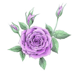 Hand drawn painted graphic art illustration of beautiful rose flower in pink color with green...