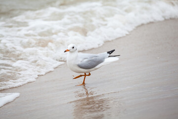 Seagull in the natural environment on the Baltic Sea.