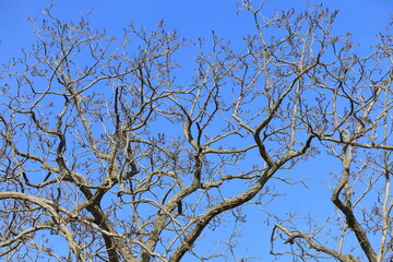 Amsterdam Rijksmuseum Garden Historic Oak Tree with Bare Branches Close Up, Netherlands