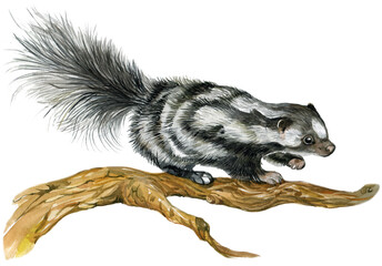 skunk watercolor hand painting illustration animal on isolated white background