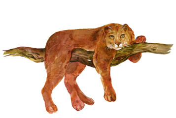 Obraz premium Puma Predator watercolor hand painting on isolated white background