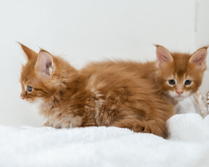 Portrait of Maine Coon kittens on a white background.