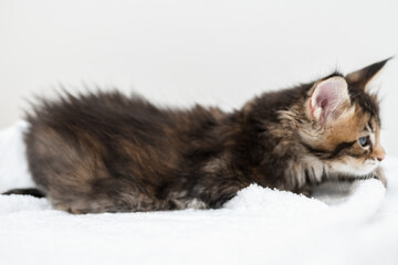 Portrait of Maine Coon kittens on a white background.