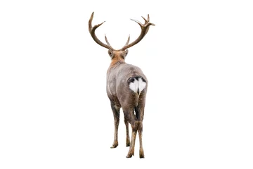 Foto op Canvas The dappled deer with huge horns is isolated on white background. Dappled deer close up back view. Deer butt. High-quality photo © esvetleishaya