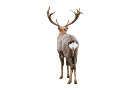 The dappled deer with huge horns is isolated on white background. Dappled deer close up back view. Deer butt. High-quality photo