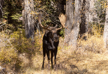 Bull Shiras Moose in Grand Teton National Park Wyoming in Autumn