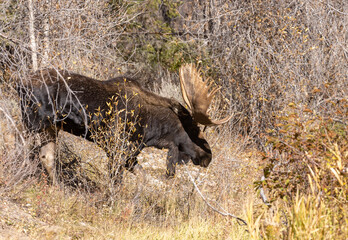 Bull Shiras Moose in Grand Teton National Park Wyoming in Autumn