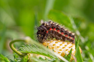 Knot grass moth caterpillar sitting on a branch of carrot macro photography on a summer day. Acronicta rumicis caterpillar close-up photo in summertime. - Powered by Adobe