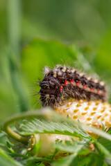 Knot grass moth caterpillar sitting on a branch of carrot macro photography on a summer day. Acronicta rumicis caterpillar close-up photo in summertime.