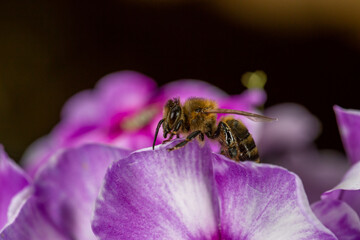 A honeybee collecting nectar from a purple phlox flower macro photography on a summer day. A bee...