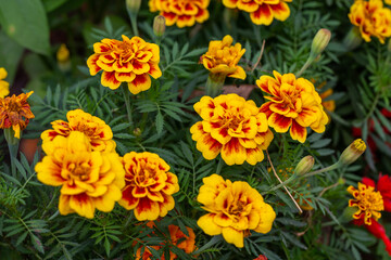 Yellow marigolds flowers on a green background on a summer sunny day macro photography. Blooming tagetes flower with yellow petals in summer, close-up photo.