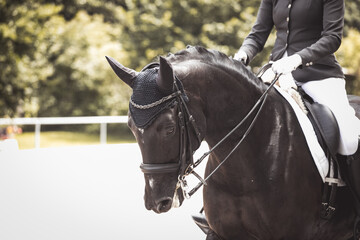 Eine schwarze Stute in der Dressurprüfung auf Kandare