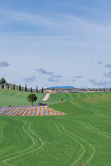 Asparagus field covered with black plastic, surrounded by cereals and olive trees in Andalusia (Spain)