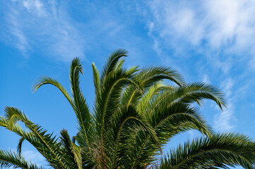 Summer holidays concept with palm trees against blue sky with white clouds, holiday background