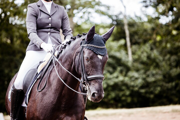 Portrait eines Pferdes mit Kandare