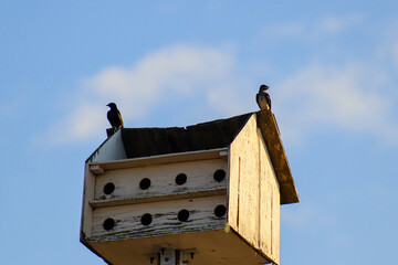 Birds perching on the bird house.