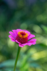 Blossom pink zinnia flower on a green background on a summer day macro photography. Blooming zinnia with purple petals close-up photo in summertime