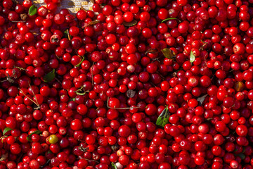 Ripe red lingonberry pattern macro photography on a summer sunny day. Harvested berries of bright red cowberry closeup photo in summertime.