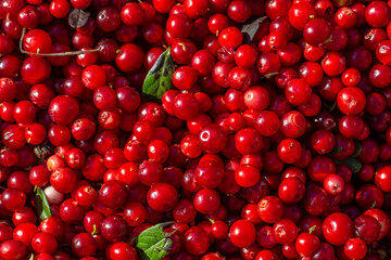 Ripe red lingonberry pattern macro photography on a summer sunny day. Harvested berries of bright red cowberry closeup photo in summertime.