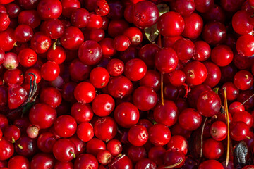 Ripe red lingonberry pattern macro photography on a summer sunny day. Harvested berries of bright red cowberry closeup photo in summertime.