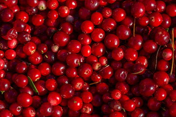 Ripe red lingonberry pattern macro photography on a summer sunny day. Harvested berries of bright red cowberry closeup photo in summertime.